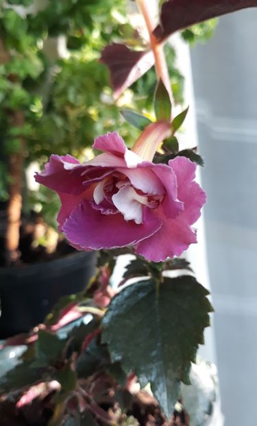  - 0001 2022 - BriD s Adie