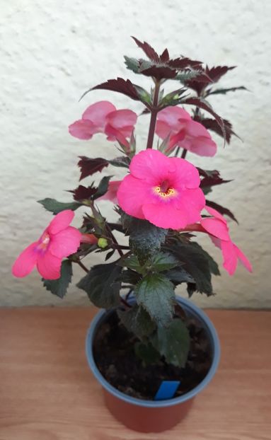  - 0001 2022 - Candy Girl