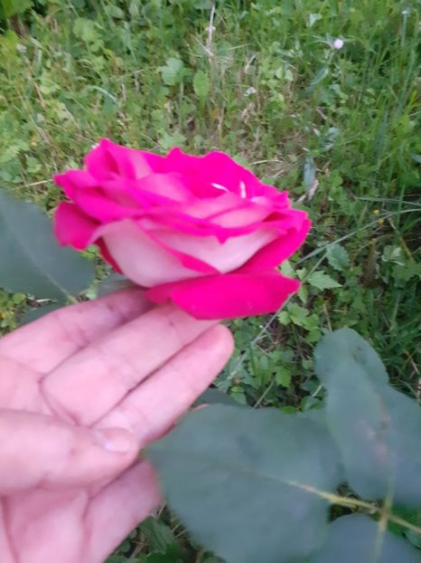  - Gradina 2021