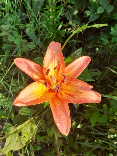  - Gradina 2021