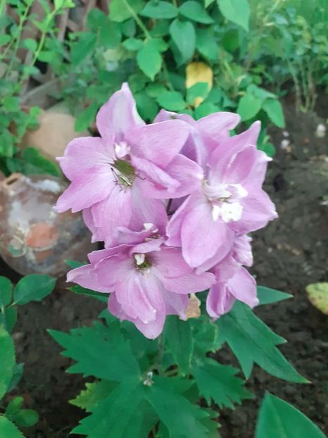IMG-20210621-WA0001 - Gradina 2021