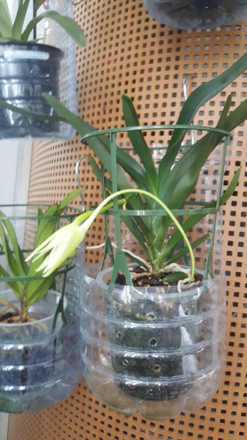 angraecum "Lady Lisa"x sesquipedale - Orhidee_3_monopodiale