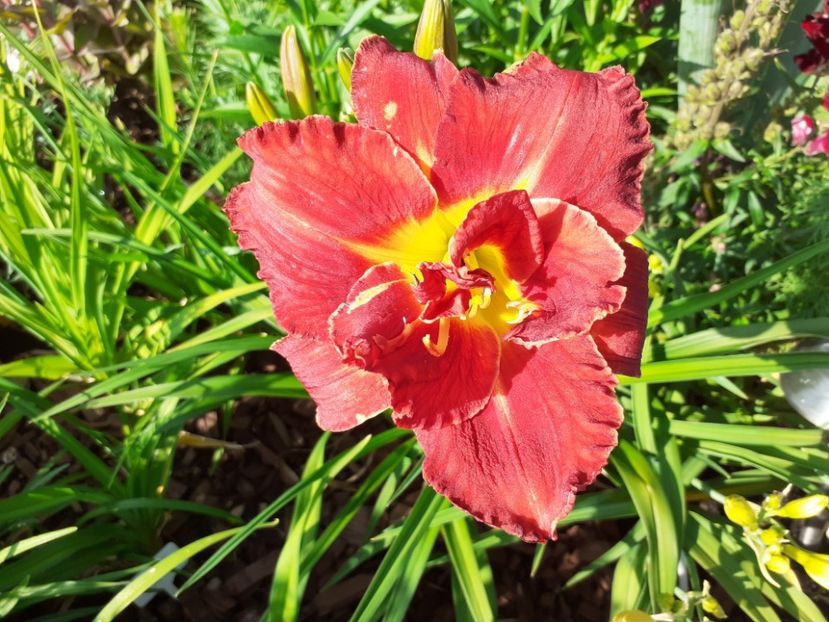 Highland Lord - Hemerocallis 2021