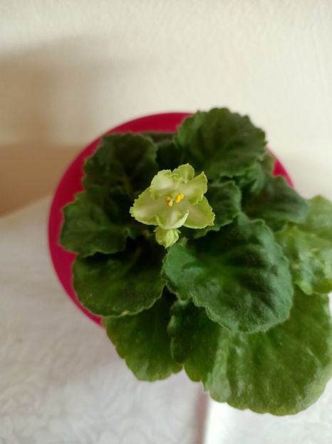 Din 2018 o aștept sa înflorească - Provizorii înfloriți