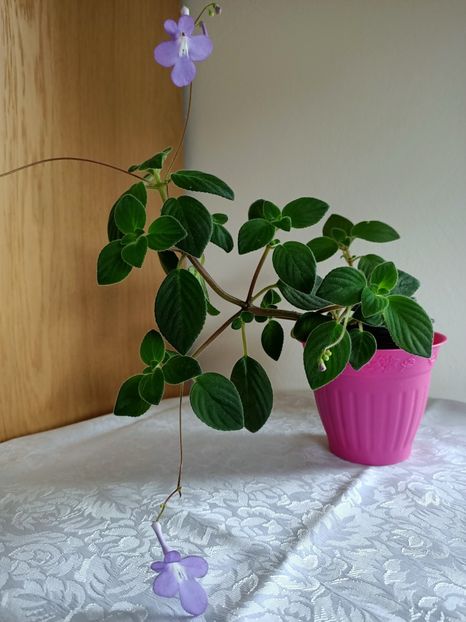 23.06.2021 - Streptocarpus Saxonella Streptocarpella-am dat cadou