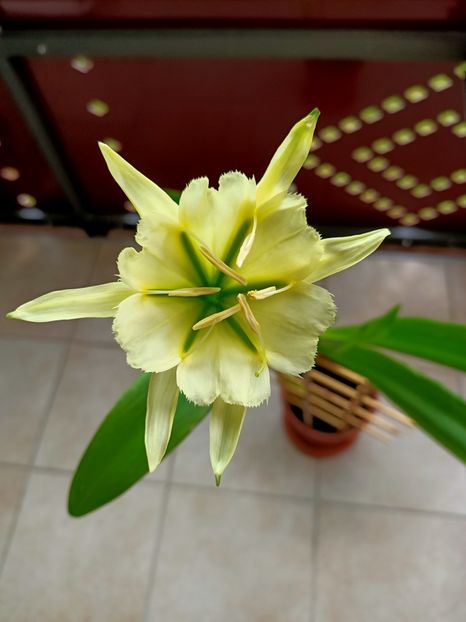 Img.2021.06.23-Ismene Sulphur Queen - N- O toană