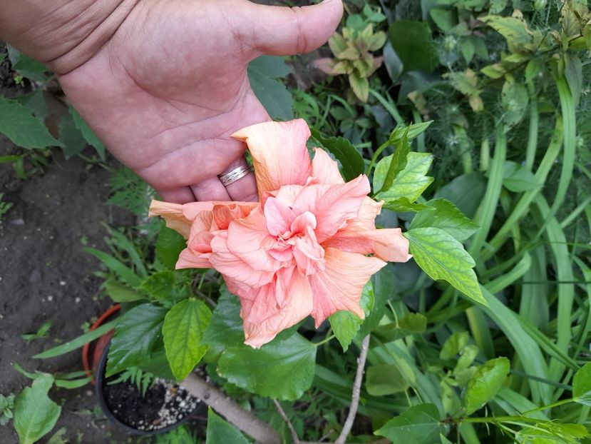  - Hibiscus rosa-sinensis