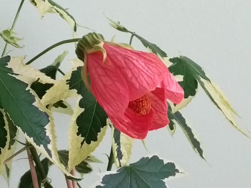 Floare de Abutilon variegat - 1 - Disponibile plante de vanzare 2021