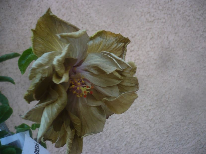 P1480723 - HIBISCUSI 2021-1