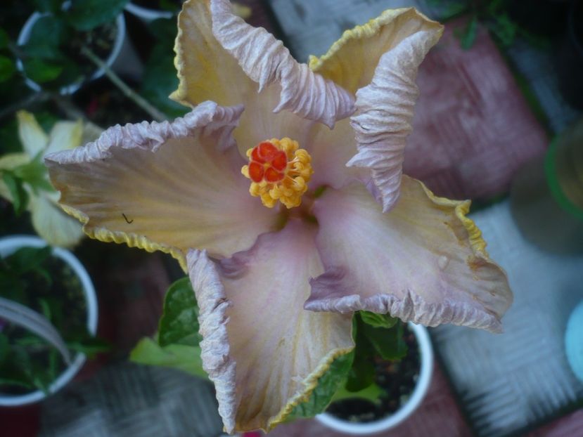 P1480726 - HIBISCUSI 2021-1