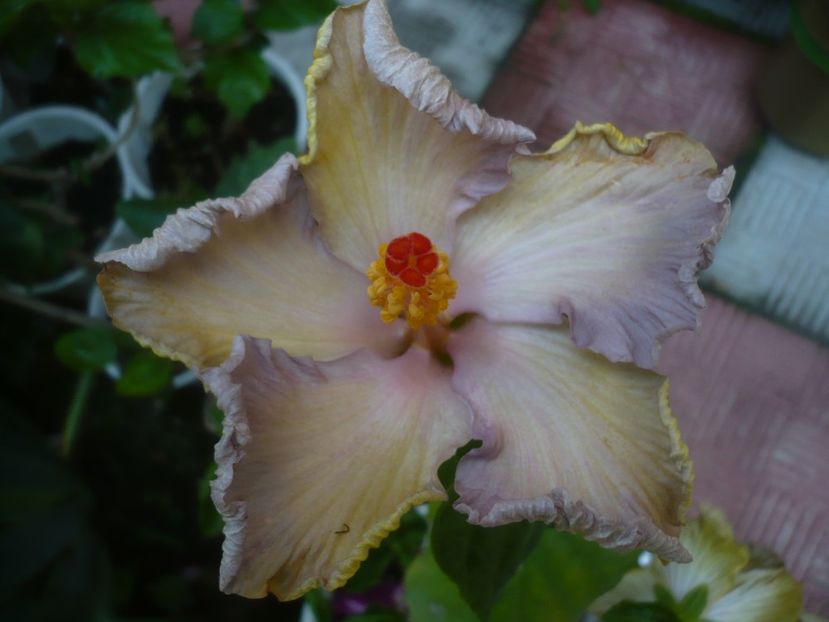 P1480729 - HIBISCUSI 2021-1