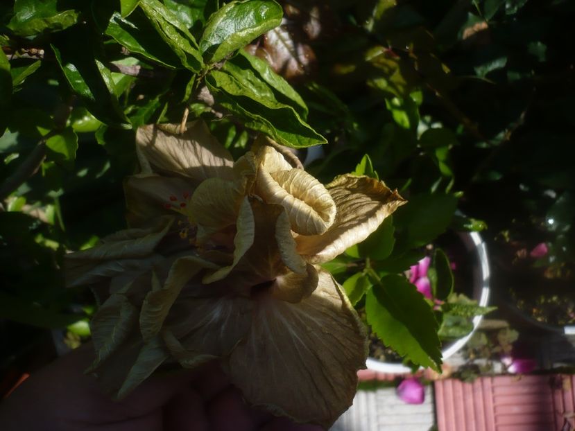 P1480718 - HIBISCUSI 2021-1