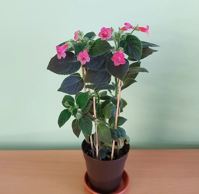 Peridot Spots & Dots - Kohlerii 2021