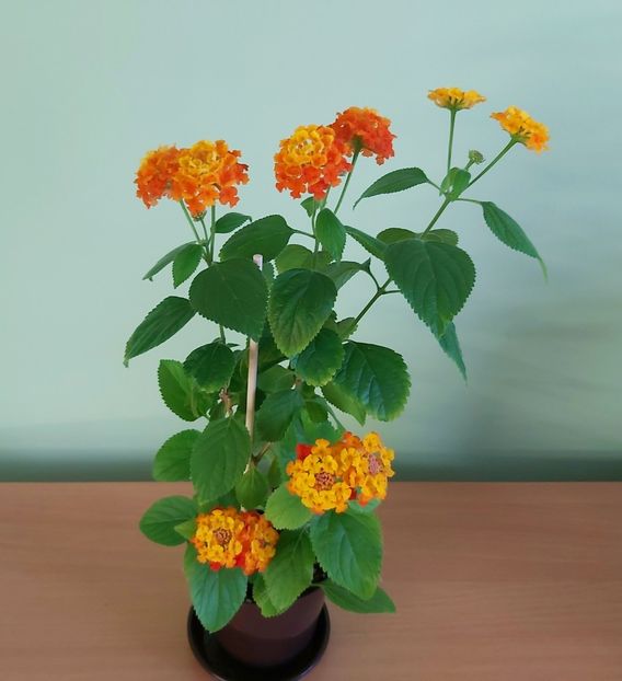 12.06 - Lantana 2021