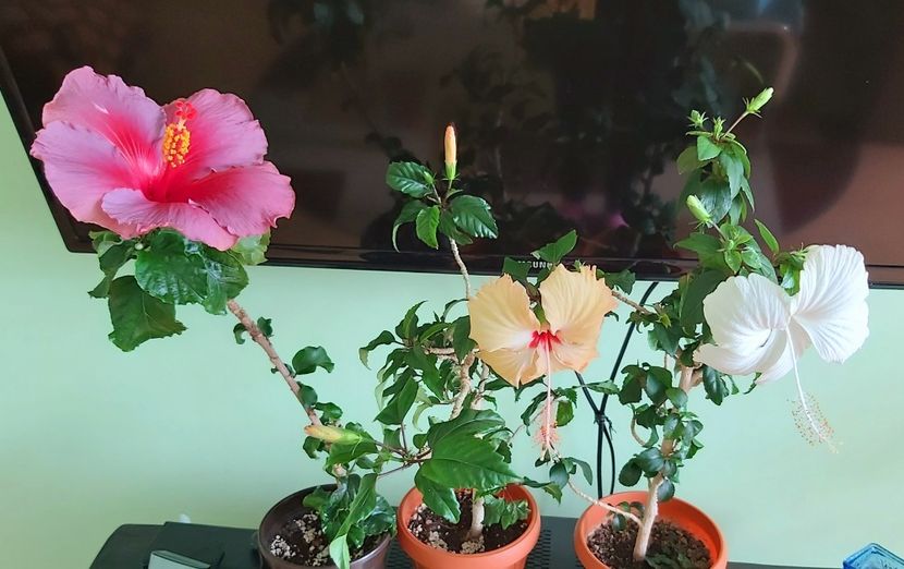 09.06 - Hibiscusi 2021