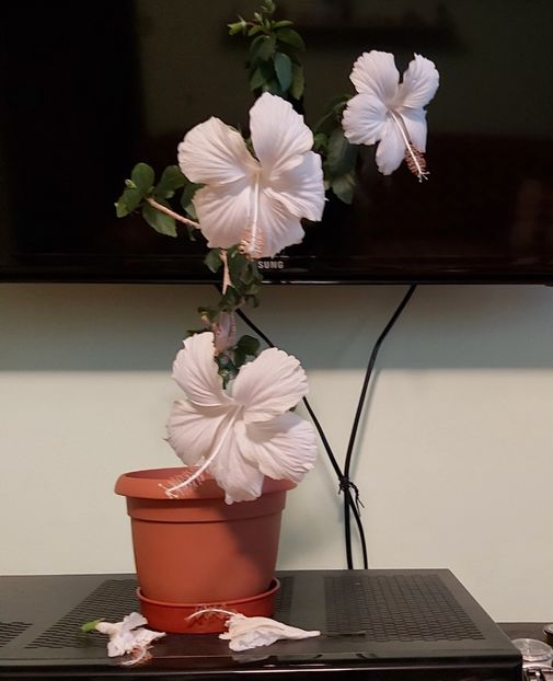 13.06 - Hibiscusi 2021