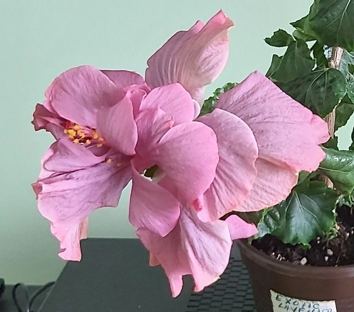 16.06 - Hibiscusi 2021