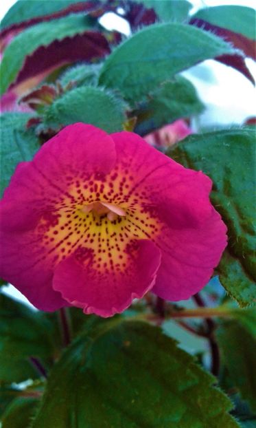  - colectia mea de achimenes 2021