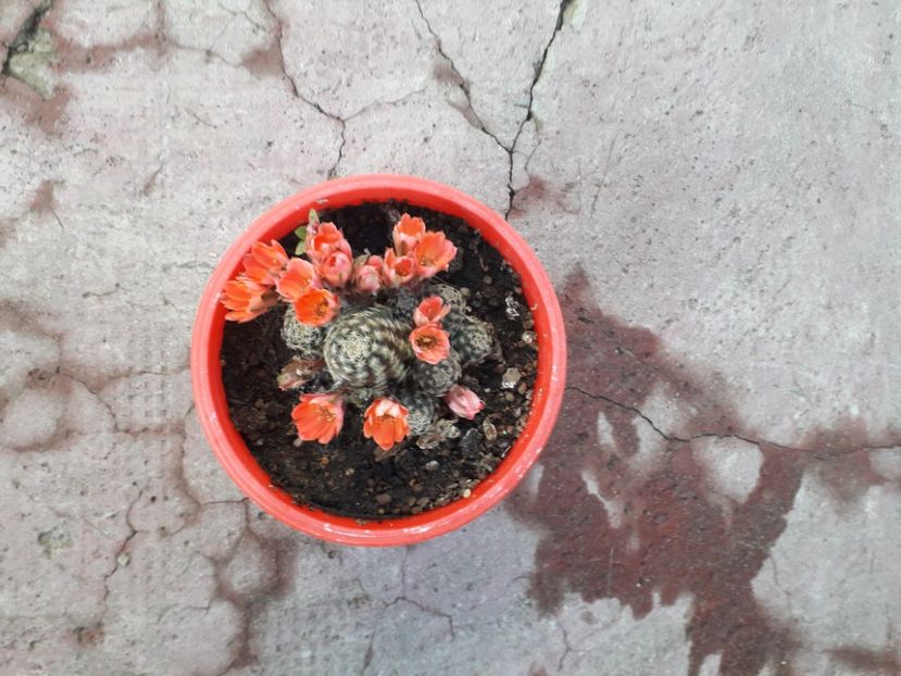 20210623_071044[1] - rebutia pygmea 2019