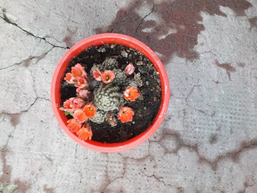 20210623_071050[1] - rebutia pygmea 2019