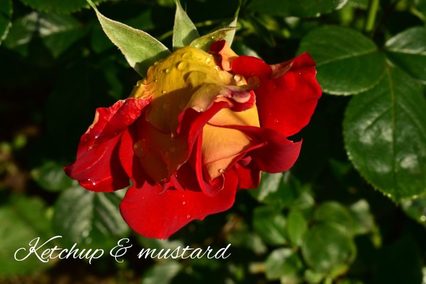 AddText_06-23-02.50.27 - Trandafiri 2021