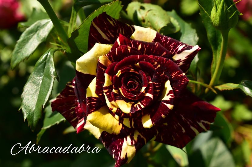 AddText_06-23-02.44.50 - Trandafiri 2021