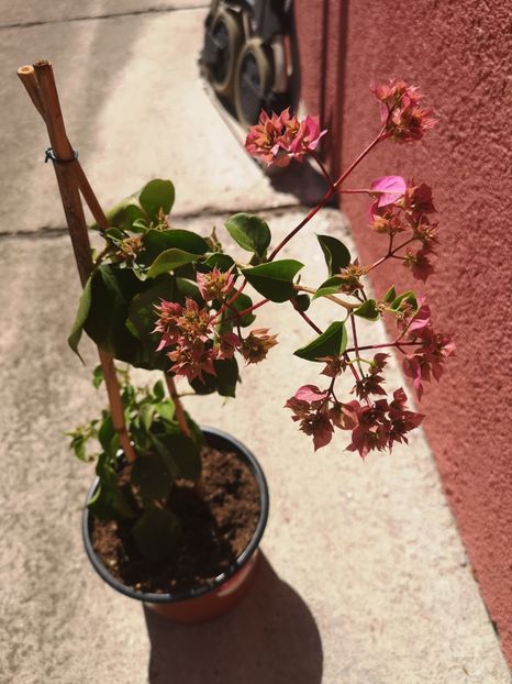 Pagoda pink - Bougainvillea