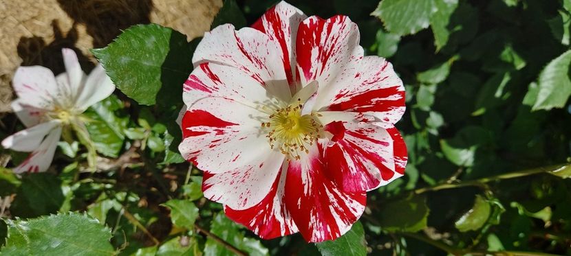 Philippe candeloro - Noutăți