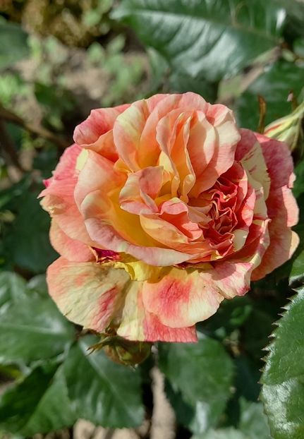 rhubarb and custard - Lastari de pe Facebook