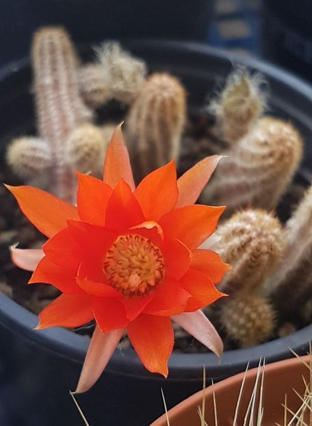  - Chamaecereus silvestrii