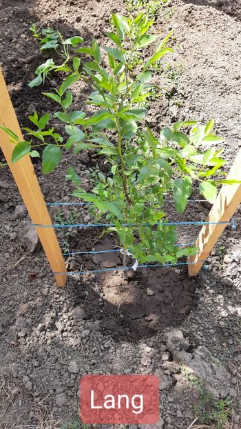 Agrodenmar.ro - Curmal chinezesc Lang