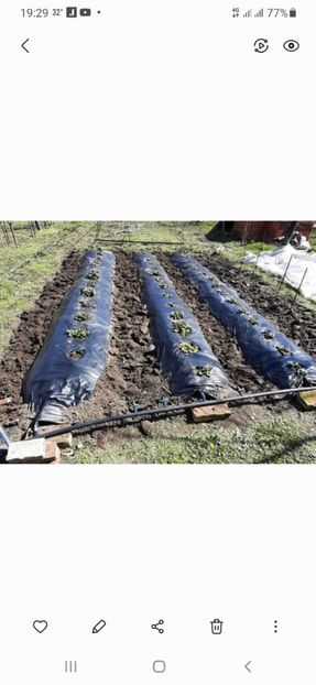 Capsuni gigantella primavara - Capsuni Gigantella