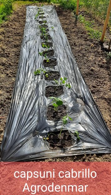 Puse pe folie de mulcire - Capsuni Cabrillo