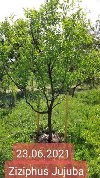 23.06.2021 - Curmal chinezesc ziziphus jujuba