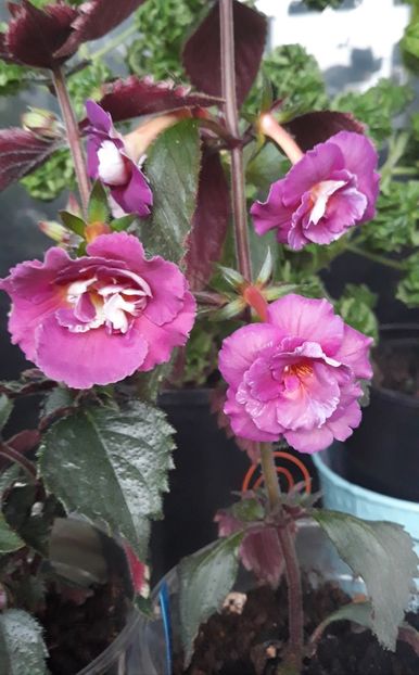 BriD s Adie - stanga, Moha alaturi - 001 2021 - Trandafirasii