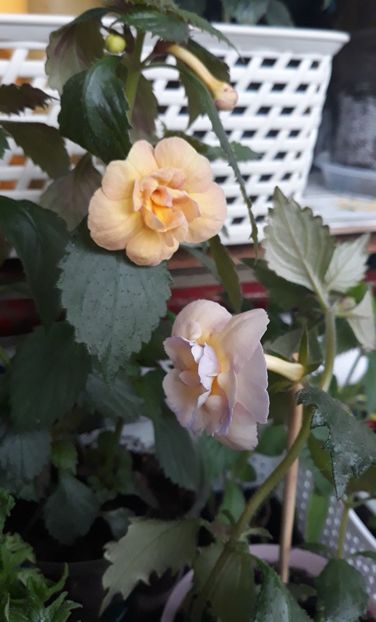 RF s Tropicana si BriD s Viktoria - 001 2021 - Trandafirasii