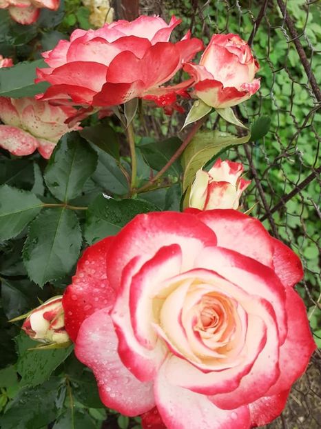  - Jubile du Prince de Monaco