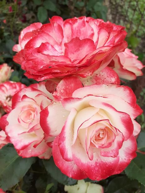  - Jubile du Prince de Monaco