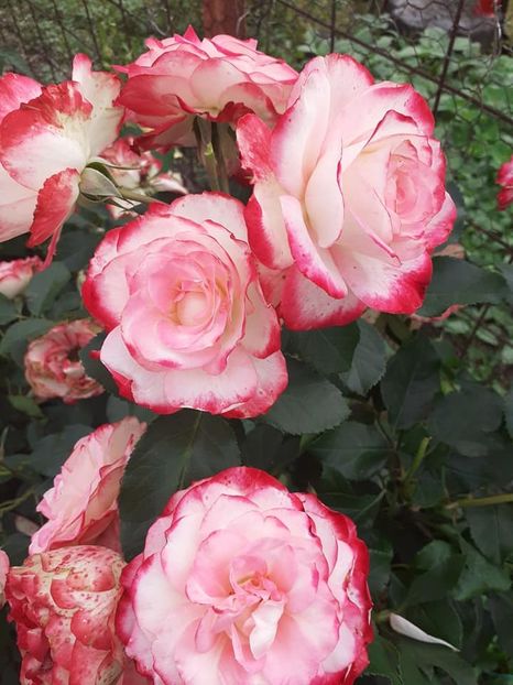  - Jubile du Prince de Monaco