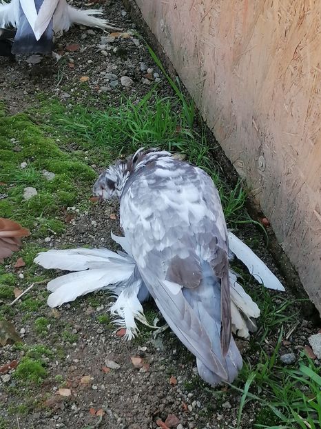  - Tobosari germani