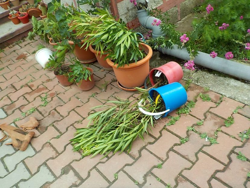  - 23 iunie 2021 furtuna