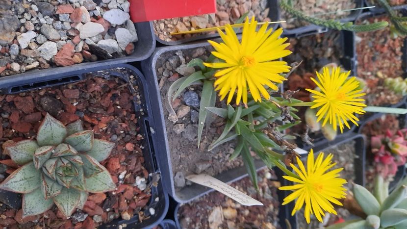  - Cactusi infloriti 2021