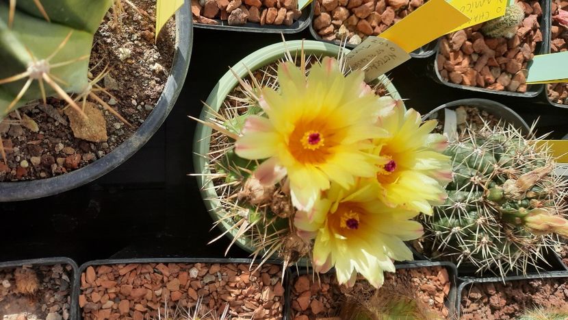  - Cactusi infloriti 2021