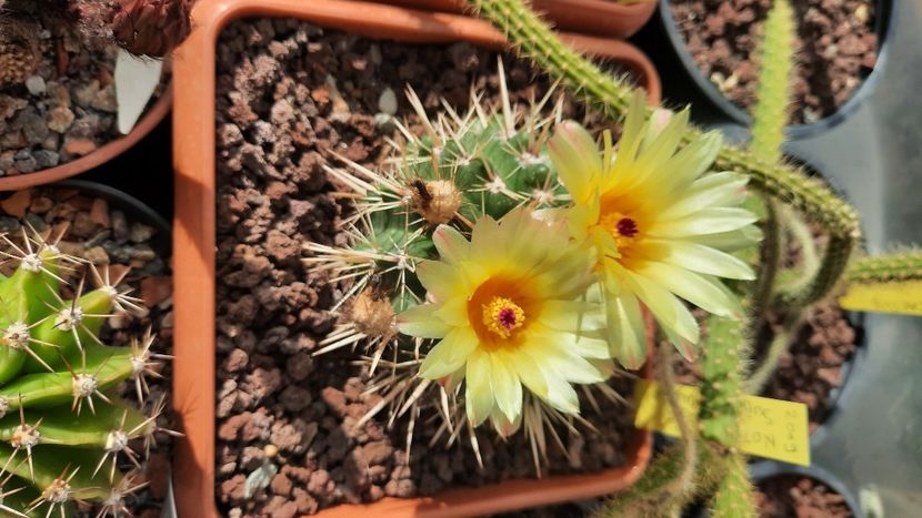  - Cactusi infloriti 2021