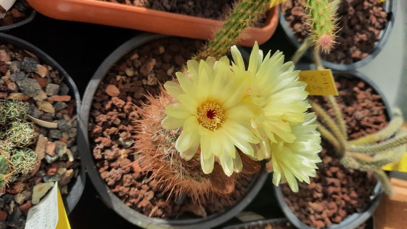  - Cactusi infloriti 2021
