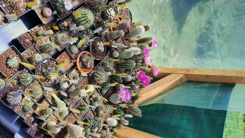  - Cactusi infloriti 2021