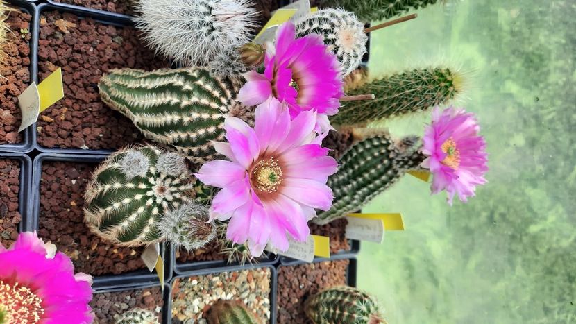  - Cactusi infloriti 2021