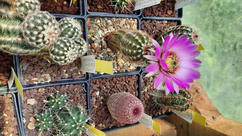  - Cactusi infloriti 2021