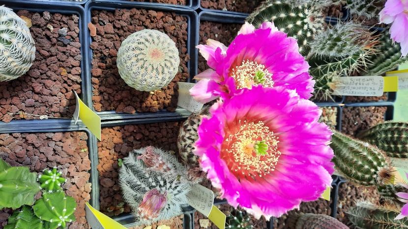  - Cactusi infloriti 2021