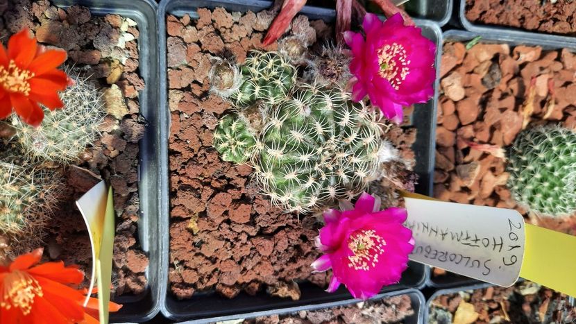  - Cactusi infloriti 2021